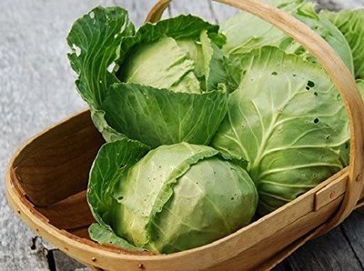 CYBEXIS F28Cabbage Seeds AMAGER/Danish BALLHEAD 2000 Seeds Seed(2000 per packet)