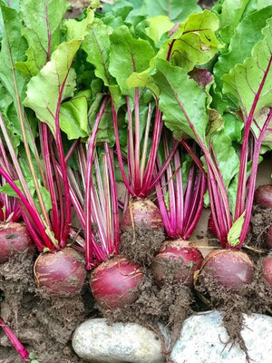 MYLAWN Beetroot - Red Ace Seed(100 per packet)