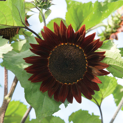 BSARKAR red sunflower seed Seed(20 per packet)