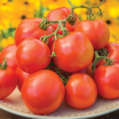 Biosnyg Non GMO Happy Day Tomato Seeds For Planting - (4000 Seeds) Seed(4000 per packet)