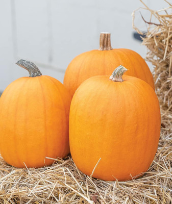 Qualtivate ICRA-3A Jack O' Lantern Pumpkin Seeds Seed(50 per packet)