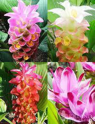 Audbhidhi Curcuma ‘White’ Summer Flower Bulbs for Planting Seed(1 per packet)
