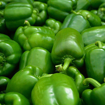 Quentova Shimla Mirch/Capsicum/Bell Pepper-4D-PUAS Seed(75 per packet)