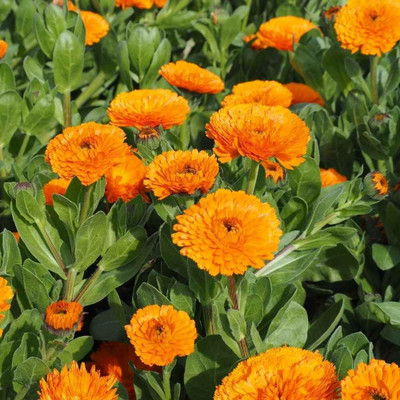 Lorvox Calendula mix Colour Flower Seed(50 per packet)