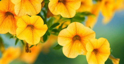 WHADE Yellow Petunia Flower Seed(150 per packet)