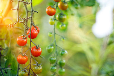 ARYAN EVERGREEN tomato Seed(70 per packet)