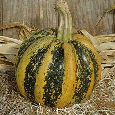 VibeX ® VMR-711 American Tondo Pumpkin- A Variety from Italy Seed(50 per packet)