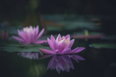 KOO Retails lotus,kamal gatta Seed(15 per packet)