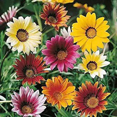 MAA Gazania Seed(14 per packet)