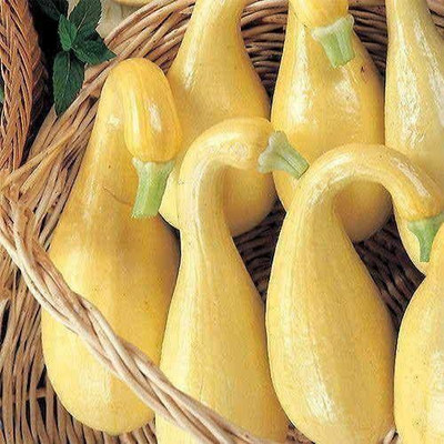 VibeX ® LXI-255 Early Summer Crookneck Organic Squash Seed(100 per packet)