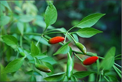 Aywal Long Heirloom Chilli Seed(225 per packet)
