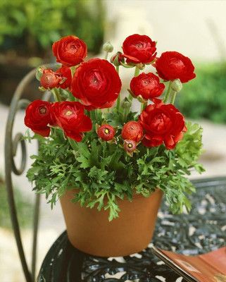 Epazo Imported Double Peony Ranunculus Flower Bulbs For Indoor/Outdoor Gardening Seed(2 per packet)