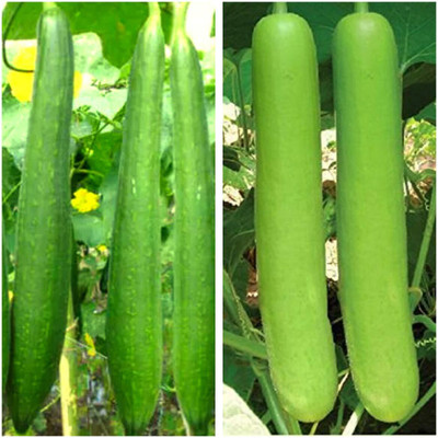 WILLVINE Hybrid Combo Lauki Bottle Gourd & Turai Sponge Gourd Seeds-[400 Seeds] Seed(400 per packet)
