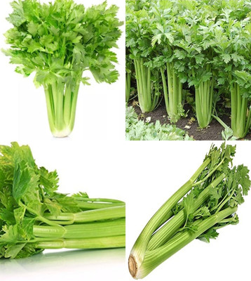 ibains Celery seeds for planting beez 49 Seed(49 per packet)