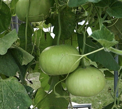 UGRA Bangladeshi Hazari Hybrid Round Bottle Seed(20 per packet)