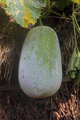 BDSresolve Ash gourd seeds PACK OF 32 Seed(32 per packet)