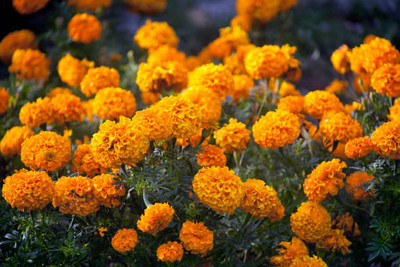API marigold/gende ka phool flower seeds Seed(50 per packet)