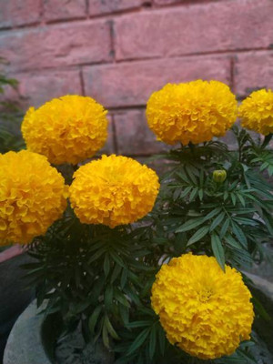 Rudra marigold/gende ka phool flower seeds Seed(75 per packet)