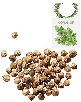 CYBEXIS Organic Herb Seeds-Coriander2800 Seeds Seed(2800 per packet)
