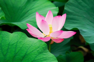 Shudh Online lotus,kamal gatta Seed(12 per packet)