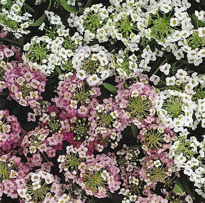 VINGTON Alyssum Seeds - Easter Bonnet Series Seed(50 per packet)