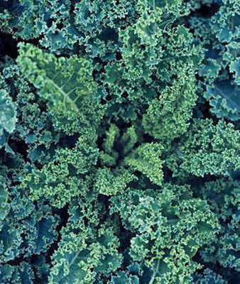 CYBEXIS Blueish-Green Kale2000 Seeds Seed(2000 per packet)