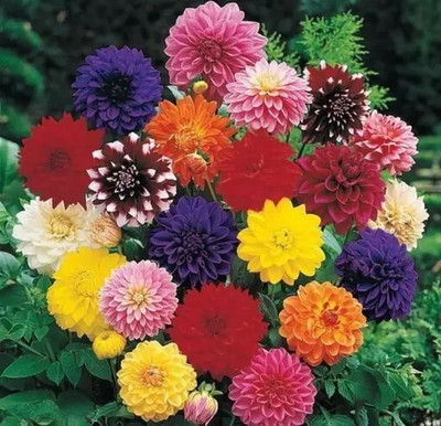 Crapulous Dahlia Hybrids Mixed Color - Dahlia Flower - 30 Seeds - For Home. Gardening Seed(30 per packet)
