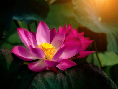 VKT lotus,kamal gatta Seed(15 per packet)