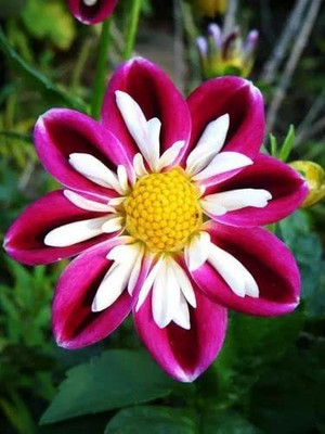 CYBEXIS LXI-22 - Rare Red and White Point Dahlia - (60 Seeds) Seed(60 per packet)