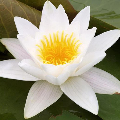 VibeX ® XLR-318 White Lotus Water Lily Flower Seeds Seed(25 per packet)