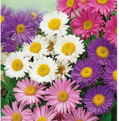 Aywal Aster Double Mix Flower Seed(10 per packet)