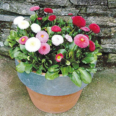 CYBEXIS English Daisy Mixed Colour Flower Seeds Seed(1 g)