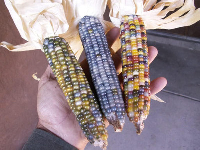 WILLVINE SYN -XII Corn Montana Mix Sweet -[100g] Seed(400 per packet)