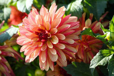 VibeX XL-97 - Dahlia Compound Petals Multi-Color Mixed - (60 Seeds) Seed(60 per packet)