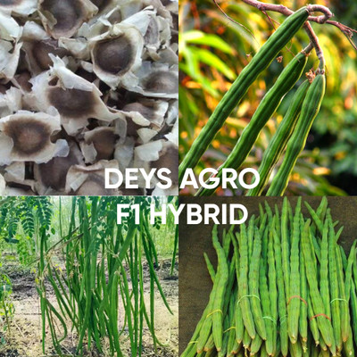 DEYS AGRO ™ moringa seeds,odc 3 drumstick seeds,hybrid sajna vegetable Seed(20 per packet)