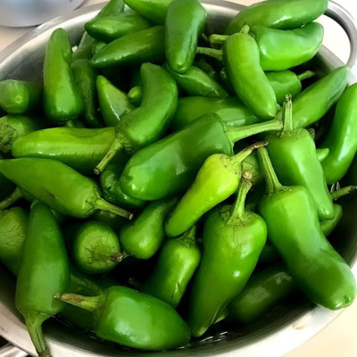 Farmonix Bullet Chilly/Green Chilly/Pickled chilli Seed(1500 per packet)