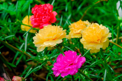 CRGO PORTULACA Seed(20 per packet)
