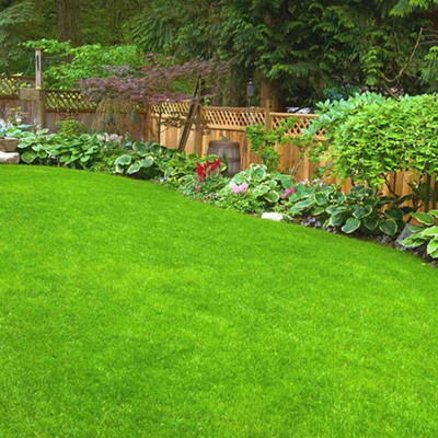SeeGreen Carpet grass seeds for home garden, lawn grass seeds for home garden Seed Seed(16000 per packet)