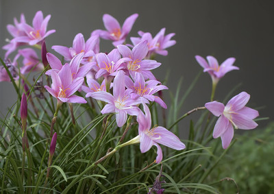 CYBEXIS HUA-99 - Pink Rain Lily ( Zephyranthes grandiflora ) - (60 Seeds) Seed(60 per packet)