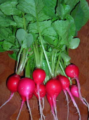 Qualtivate HUA-5A F1 Hybrid Radish Seeds Seed(300 per packet)