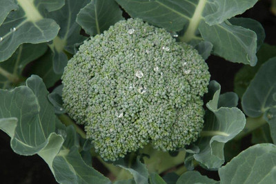 WILLVINE MEH -V Eastern Magic Broccoli Seeds [5g] Seed(1500 per packet)