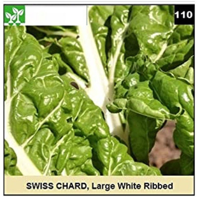 CYBEXIS LARGE WHITE RIBBED SWISS CHARD-250 Seeds Seed(250 per packet)