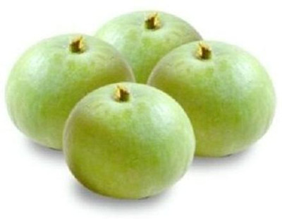 Farmonix Org_133_Tinda Seeds, Apple Gourd Seed(80 per packet)