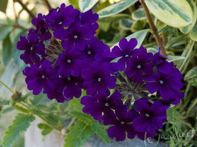 BDSresolve Verbena bonariensis seeds PACK OF 86 Seed(86 per packet)