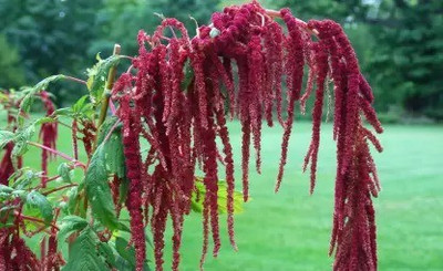 Aro Amaranthus Seed(100 per packet)