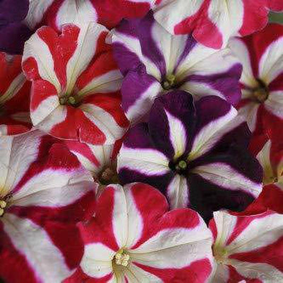 CRGO PETUNIA Seed(20 per packet)
