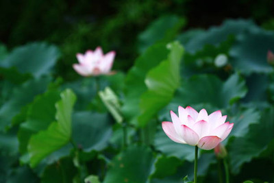 Petzlifeworld lotus,kamal seeds Seed(10 per packet)