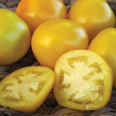 CYBEXIS Organic Taxi Tomato Vegetable Seeds2000 Seeds Seed(2000 per packet)