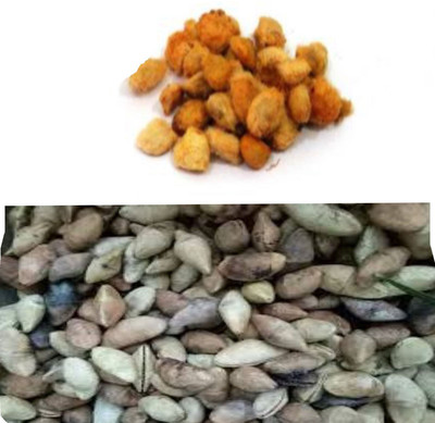VINAYAK TRADERS Bel Tree Bilva Patra & Kaner Flower Plant Seeds 5 pcs each Seed(5 per packet)