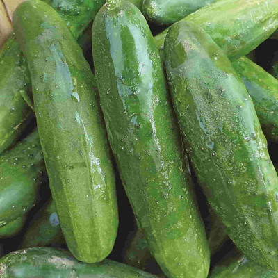 VibeX ® VXI-762 Pusa Cucumber Seed Seed(200 per packet)